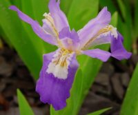 Pale lilac purple flowers with white honey marks